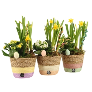 70762: Easter arrangement