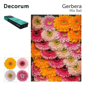 GE GB POM GEMENGD