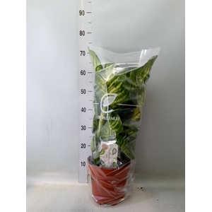 Dieffenbachia seg. 'Maroba'