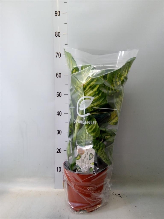 <h4>Dieffenbachia seg. 'Maroba'</h4>
