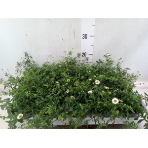 Erigeron karvinskianus