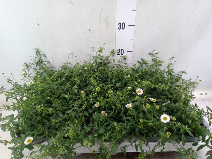 <h4>Erigeron karvinskianus</h4>