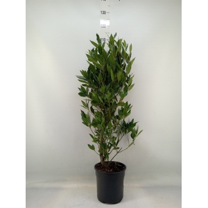 Laurus nobilis