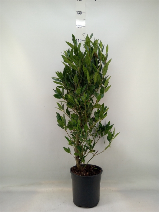 <h4>Laurus nobilis</h4>