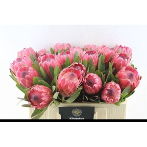 PROTEA RED ICE