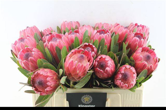 <h4>PROTEA RED ICE</h4>