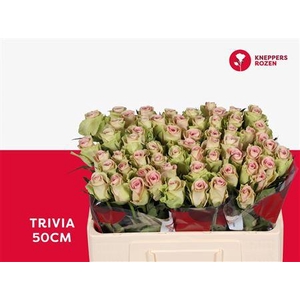 R Gr Trivia