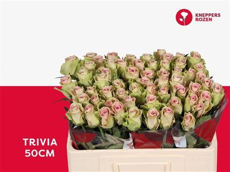 <h4>R Gr Trivia</h4>
