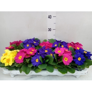 Primula ac.   ...mix