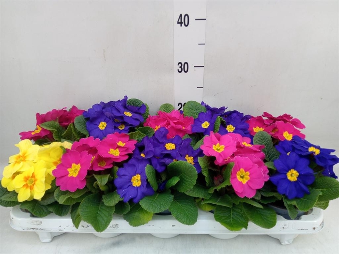 <h4>Primula ac. ...mix</h4>