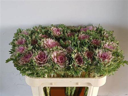 <h4>Brass Crane King</h4>