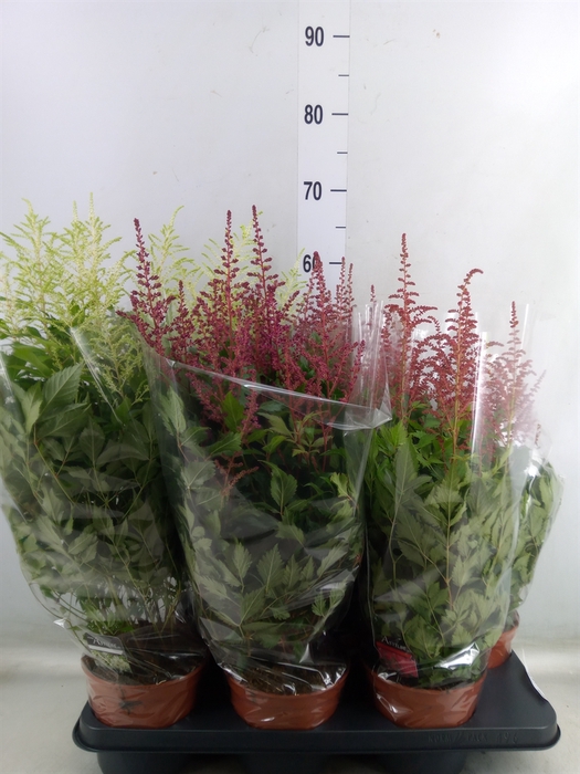 <h4>Astilbe   ...mix</h4>