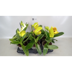 Paphiopedilum american hybride mix