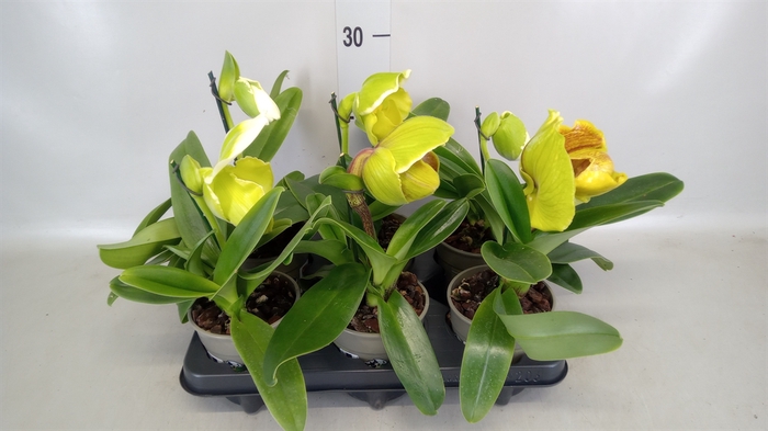 <h4>Paphiopedilum american hybride mix</h4>