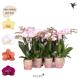 Kolibri Orchids Phalaenopsis Mineral diverse 3 spike