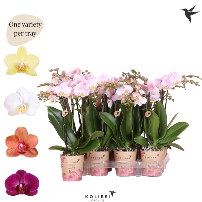 <h4>Kolibri Orchids Phalaenopsis Mineral diverse 3 spike</h4>