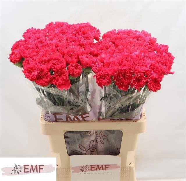 <h4>Dianthus st Cervantes</h4>