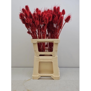 GESTABILISEERD KAARDEBOL ROOD