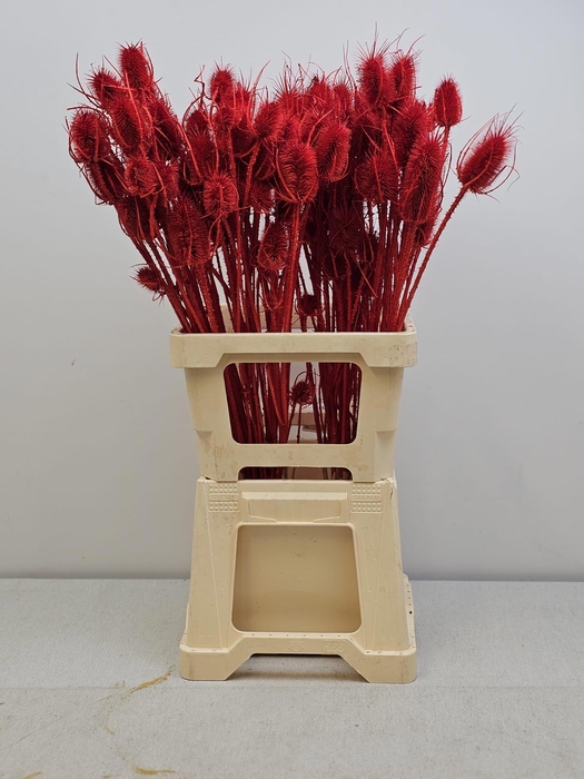 <h4>GESTABILISEERD KAARDEBOL ROOD</h4>