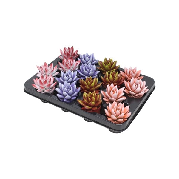 <h4>Echeveria bicoloured mix</h4>