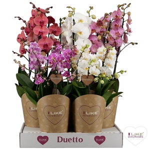 Duetto combi tray mix