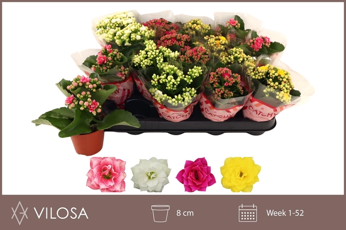 <h4>KAL GE GEM 4 KL</h4>