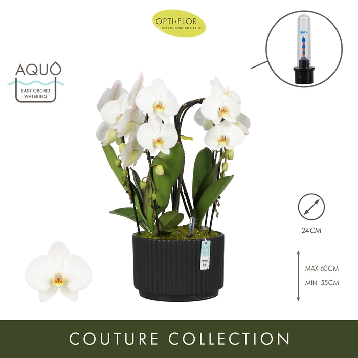 <h4>Arran. Fontano Versailles Molise Dark Brown Aquo</h4>