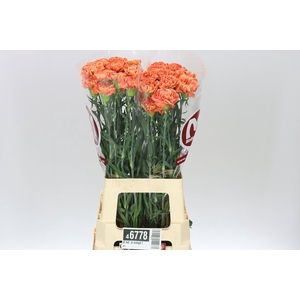 Di Hol. St Orange Fox