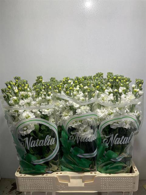 <h4>MATTH MILLA WHITE</h4>