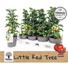 Solanum Lycop Ov