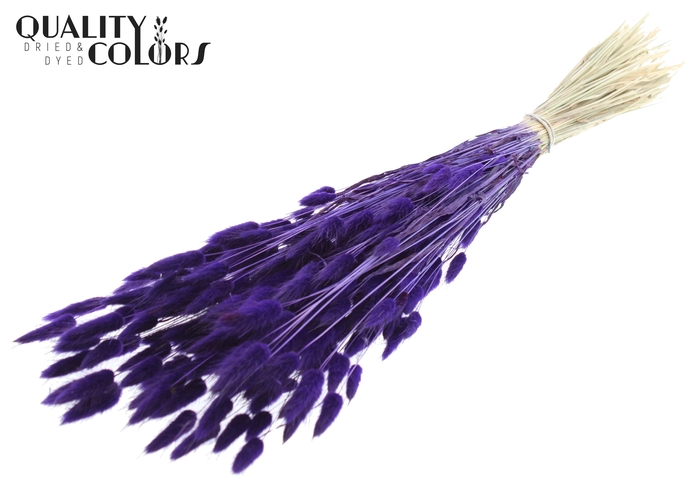<h4>Lagurus per bunch Purple</h4>