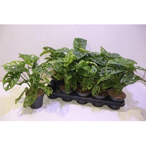 arr8 Monstera Adansonii