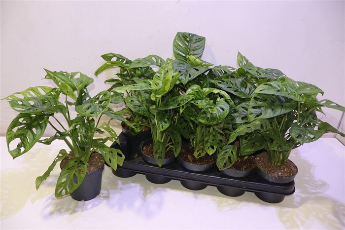 <h4>arr8 Monstera Adansonii</h4>