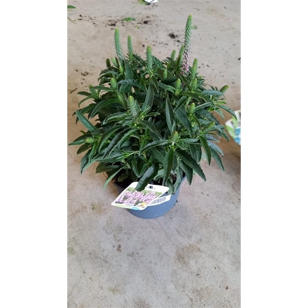 <h4>veronica spicata</h4>