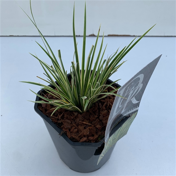 <h4>Acorus 'Argenteostriatus'</h4>