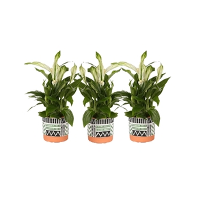 KP-824.2 - Spathiphyllum 7 in trendy black white green terra pot