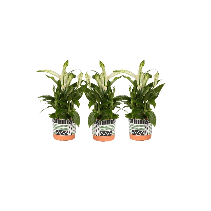 <h4>KP-824.2 - Spathiphyllum 7 in trendy black white green terra pot</h4>