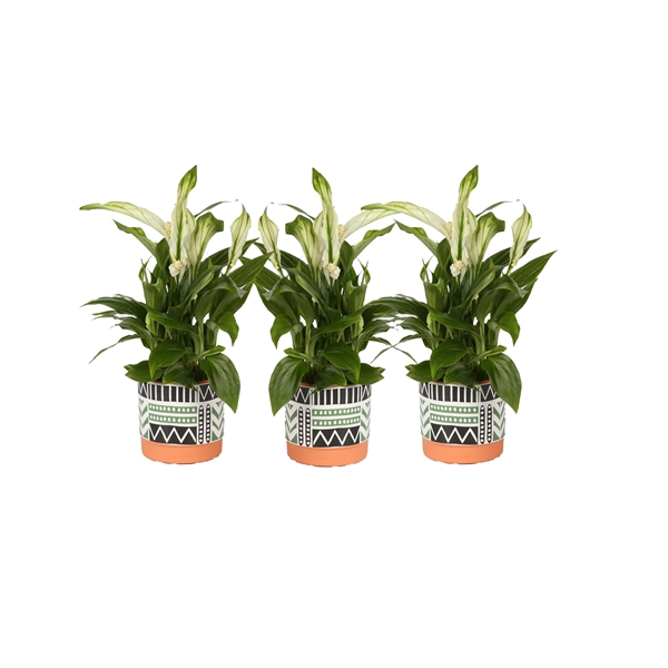 <h4>KP-824.2 - Spathiphyllum 7 in trendy black white green terra pot</h4>