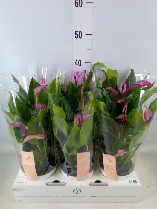 <h4>Anthurium  'Zizou'</h4>