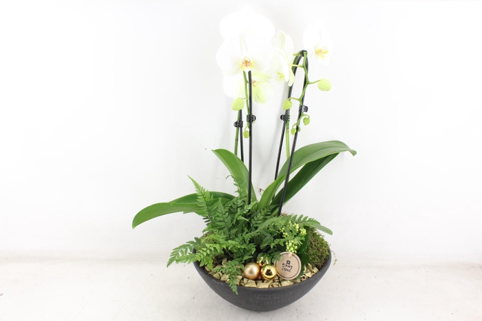 <h4>arr2 PL - Ebbischaal x2 phal. gold</h4>