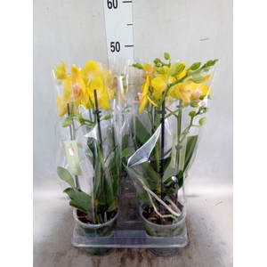 Phalaenopsis multi.   ...yellow