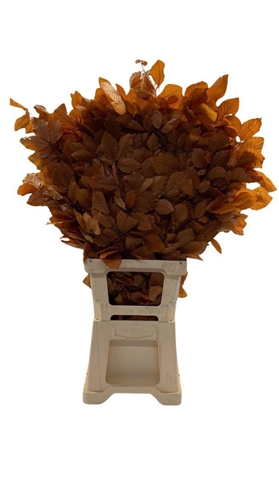 <h4>Beukenblad Gestab. Oranje</h4>