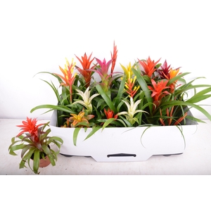BROMELIA GEM 15 SRT