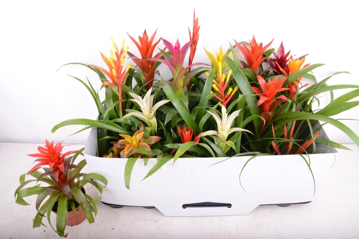 <h4>BROMELIA GEM 15 SRT</h4>