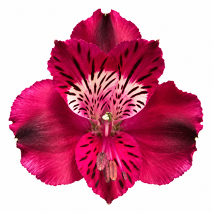 Alstroemeria Shiny Purple
