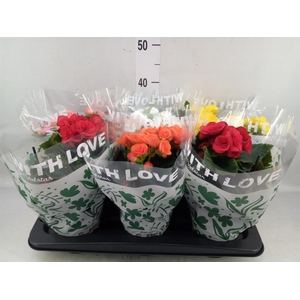 Begonia elat. DU   ...mix