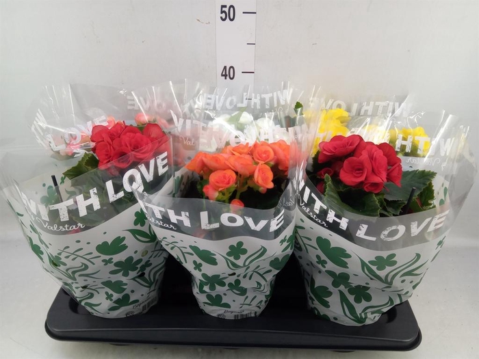 <h4>Begonia elat. DU   ...mix</h4>