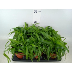 Chlorophytum com. 'Green Bonnie'