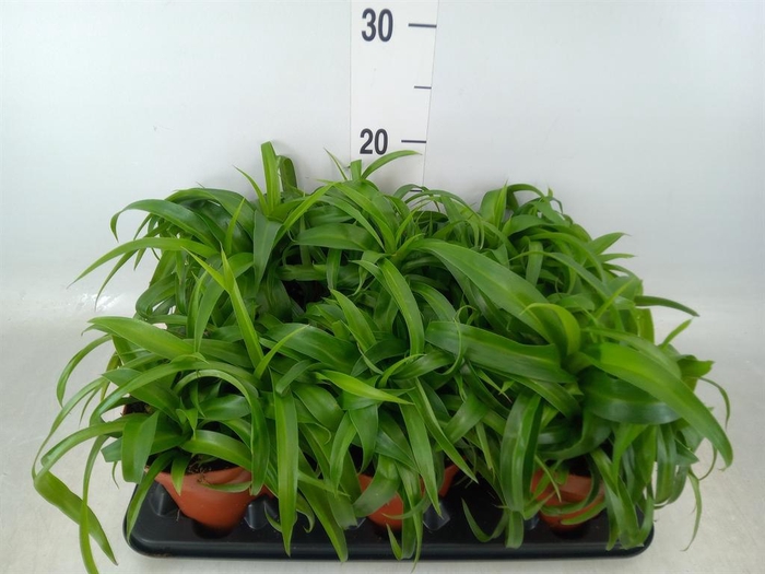 <h4>Chlorophytum com. 'Green Bonnie'</h4>