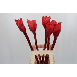 Torch Ginger Pink